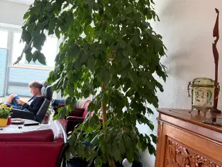 Stuebirk på 2,5 m