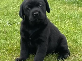 Labradorhvalpe