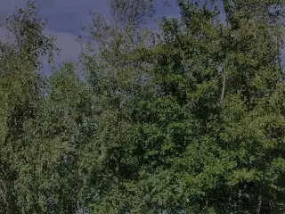Billedtæppe
