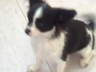 Skønneste Papillon-blanding