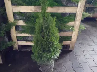 100 stk. Conifers Thuja Smaragd 80-100 cm.