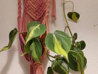 Planteophæng håndlavet 