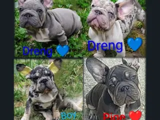 Fransk bulldog 