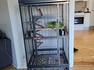 Blåbandet amazona papegøje