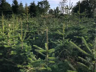 Økologiske juletræer 