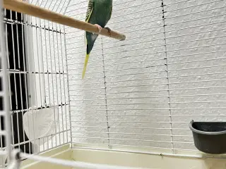 Flot blå hun undulat søger nyt hjem 