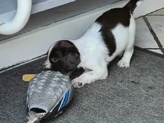 FT Springer spaniel