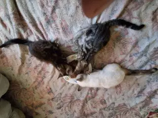 Kattekillinger