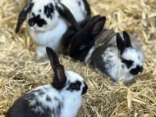 11 søde kaninunger af store racer