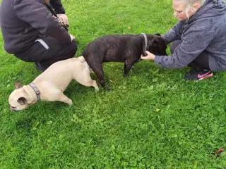 Staffordshire bull terrier bulldog blanding