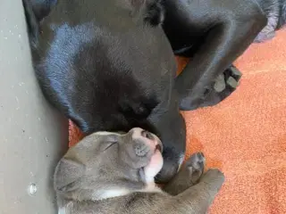 Staffordshire Bull Terrier Hvalpe 