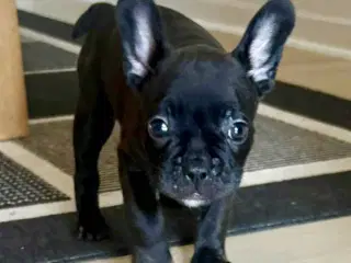 Fransk bulldog hvalp