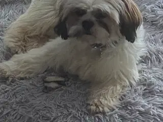 Shih tzu tæve hundehvalp