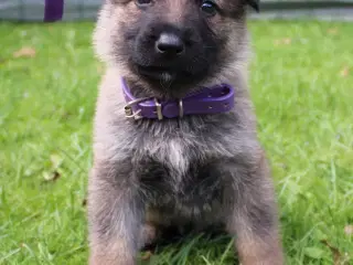 Skønne schæferhundehvalpe - kun piger tilbage
