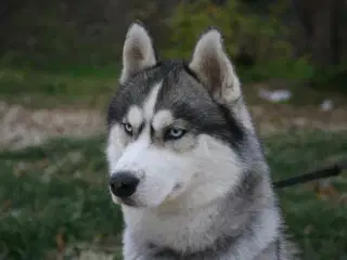 Husky/Alaskan Malemut