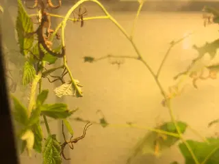 Vandrende Rosengrene