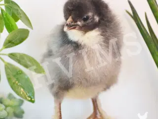 Olivenlægger RUGEÆG fra flere generationer