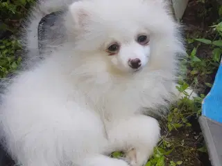 teacup Pomeranian 