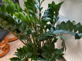 Stueplante Smaragblad 120 cm høj