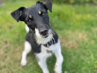Jack russel 