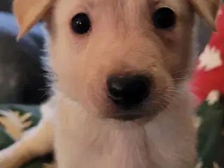 Schæfer Australien shepherd hvalpe