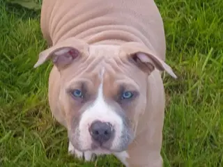American bully hvalpe 