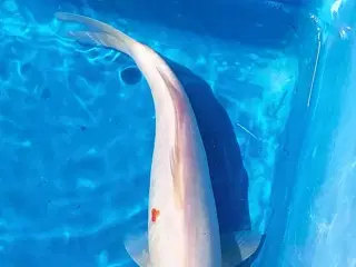 Koi 35 cm