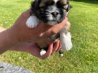 Shih tzu hvalpe sælges