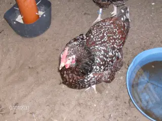 høns