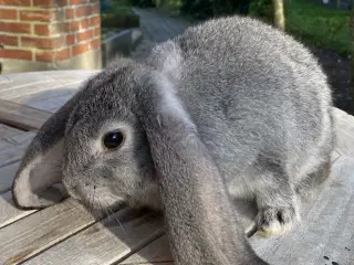 FRANSK VÆDDER HAN CHINCHILLA