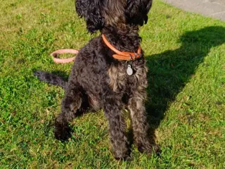 1årig Cavapoo