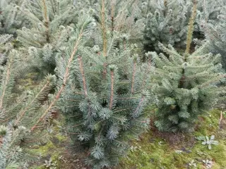 80 stk. Picea omorika 60-80 cm.