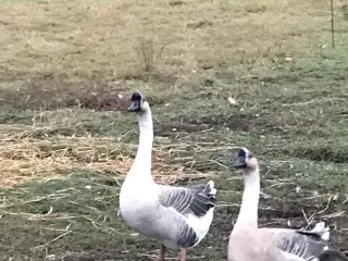 Svane gaser gæs sælges/byttes