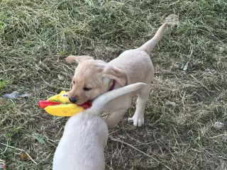 Labrador hvalpe