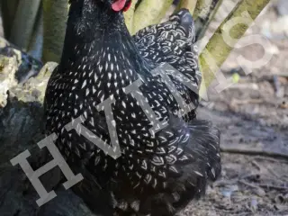 Barnevelder RUGEÆG