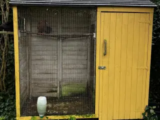 10 raceduer, tumlinger, røde og sorte Gratis