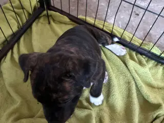 Staff tæve 12 uger sidste tilbage