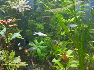 Akvarie planter 