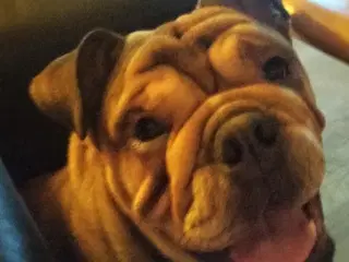 Engelsk bulldog Kenzo