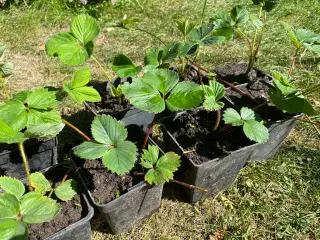 Jordbærplanter 6 stk.
