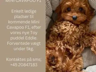 Mini Cavapoo F1