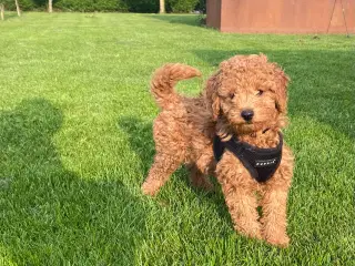  1 smuk mini Goldendoodle tilbage, doodle hvalpe