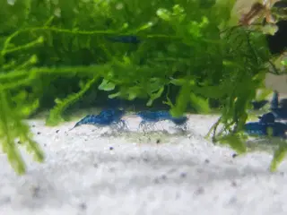 Blue Dream Rejer 
