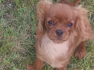 Cavalier King Charles Spaniel hvalpe/unghunde