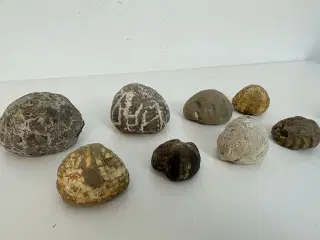8 stk. forstenet søpindsvin (8)