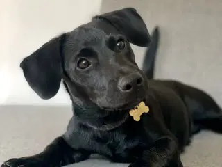 Gravhund / dansk svensk gårdhund 