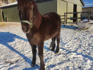 Flot stor 3 års islænder hoppe 