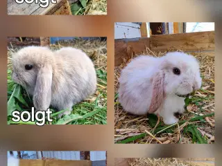 Minilop og lionlop