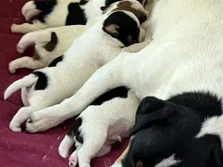 Tre Dansk Svenske Gårdhunde hvalpe sælges