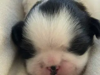 Ægte Shih Tzu 30. september 2025